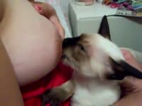 [ Animal Sex ] Naughty cat sucking the nipples of her owner